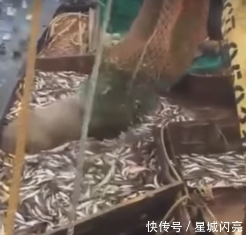 海狮|渔民误以为是大丰收，松开渔网之后，大家都表示要跳船