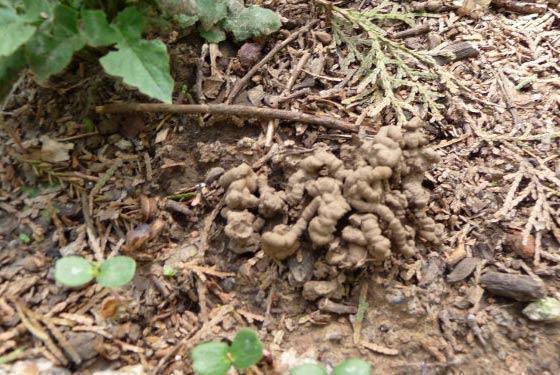 花“不旺、不绿”，浇点这种水，很快就能长爆盆！