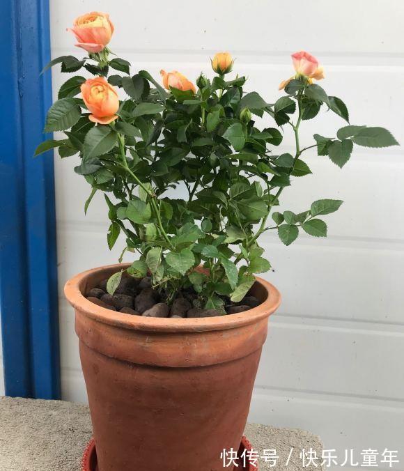 肥料|月季花冬天不用追肥,肥料使用分阶段,切记不可乱用,以免烧根