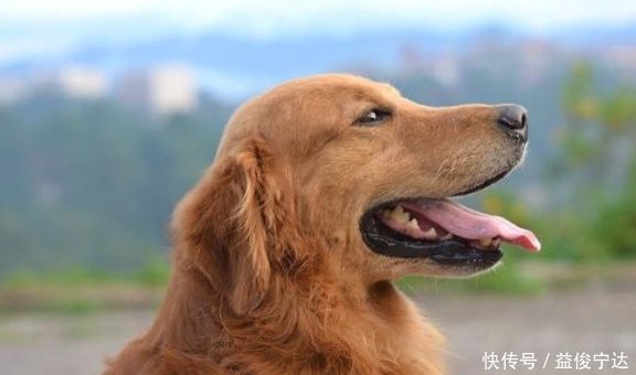 喂养|如何顺利给宠物狗喂口服药,掌握正确口服喂养技巧,狗狗不会抵抗