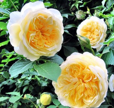 最美4种藤本月季,个个都“惊艳”,年年花开上百朵,你最爱哪种