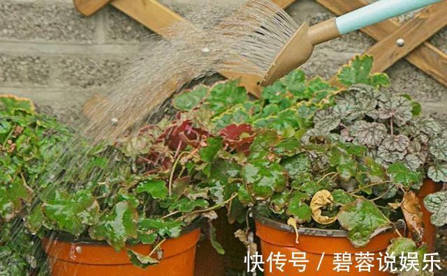 旺盛|三伏天养花，6个“坏毛病”戒掉，植物安全度夏，越长越旺盛