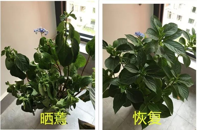 植物|快住手！这10种植物千万别晒，晒得越多，死得越快！