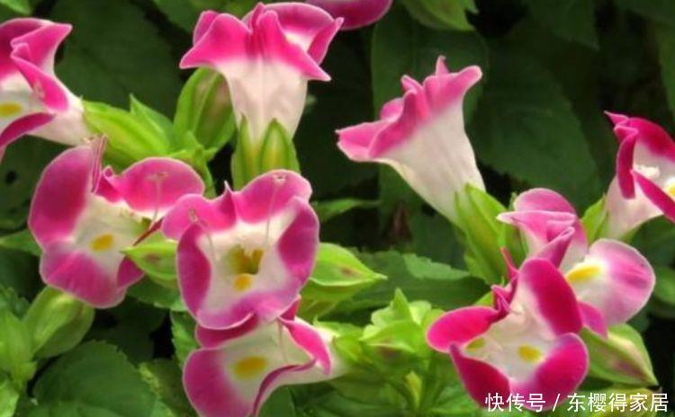 阳台养这种花,绽放漂亮花朵,开花一茬又一茬