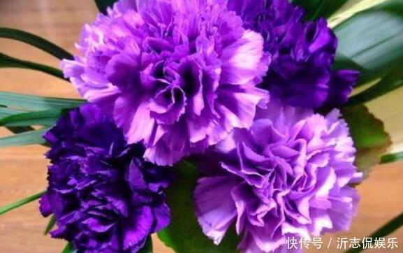 康乃馨|家中有老人养“它”花语温馨与慈祥,开花颜色特殊,花叶俱美