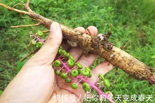 野果|农村一种常见“野果”，常被农民当野菜吃，却不知根部价值珍贵