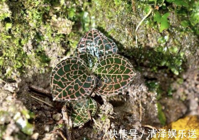 花友|在树下,1种植物“珍贵”,人称“金线兰”,殊不知1斤“450元”