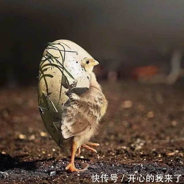 |【被窝段子20220127】人生从哭声开始在泪水里结束,这中间叫做幸福