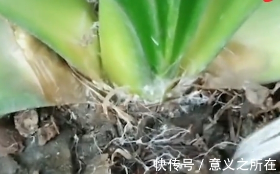 君子兰常见的介壳虫有哪些？如何防治，见效快?