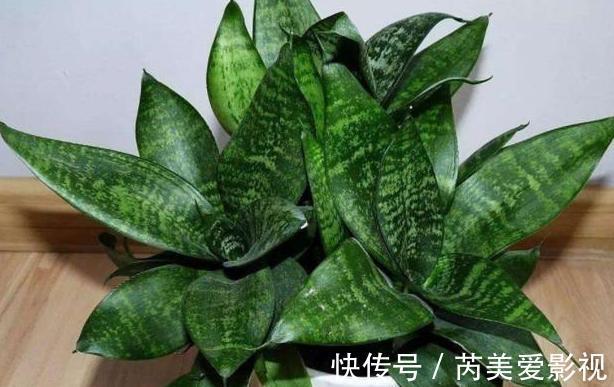 家里养花用它们做肥料，既能个个长爆盆，还能省下不少买肥钱