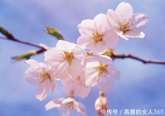 50种植物花语,不要再傻傻送错花了