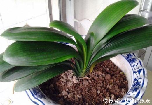 浇花|用2种“过期药”,泡水去浇花,土壤几年不板结,养啥都旺!