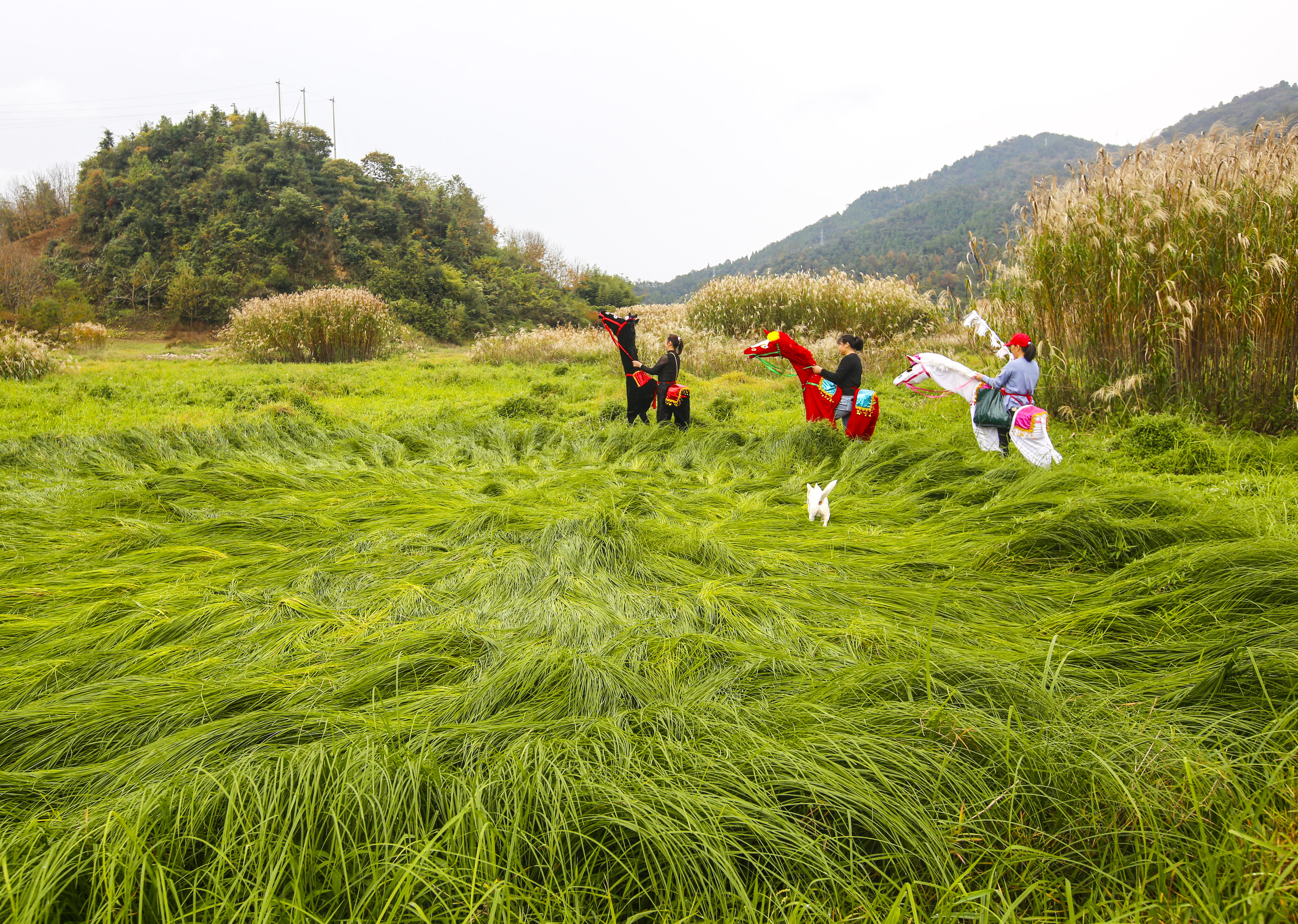 湿地|淳安：良岸湿地进入最佳观赏期