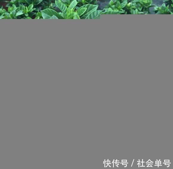 黄叶|养“栀子花”,注意1个小细节,不黄叶、不掉苞,油绿茂盛开花多