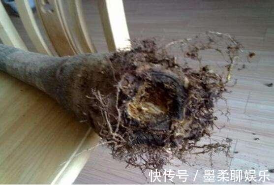 黄叶|盆里加上“黄金豆”，叶片油亮亮，烂根黄叶都没有，发财树真好养