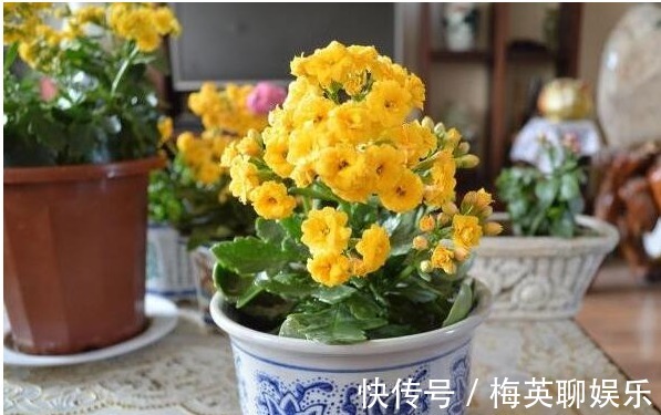 “长寿花”瘦弱又卷叶做好“关键3点”，轻松度夏，叶厚长得旺