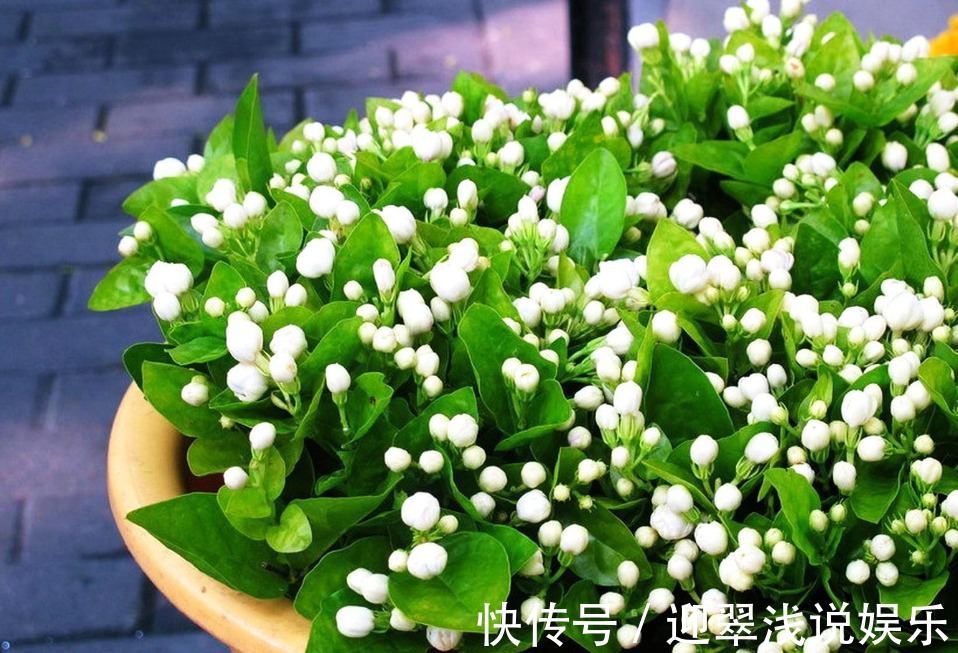 有这些“特征”的人不适合养花,一般养一盆死一盆