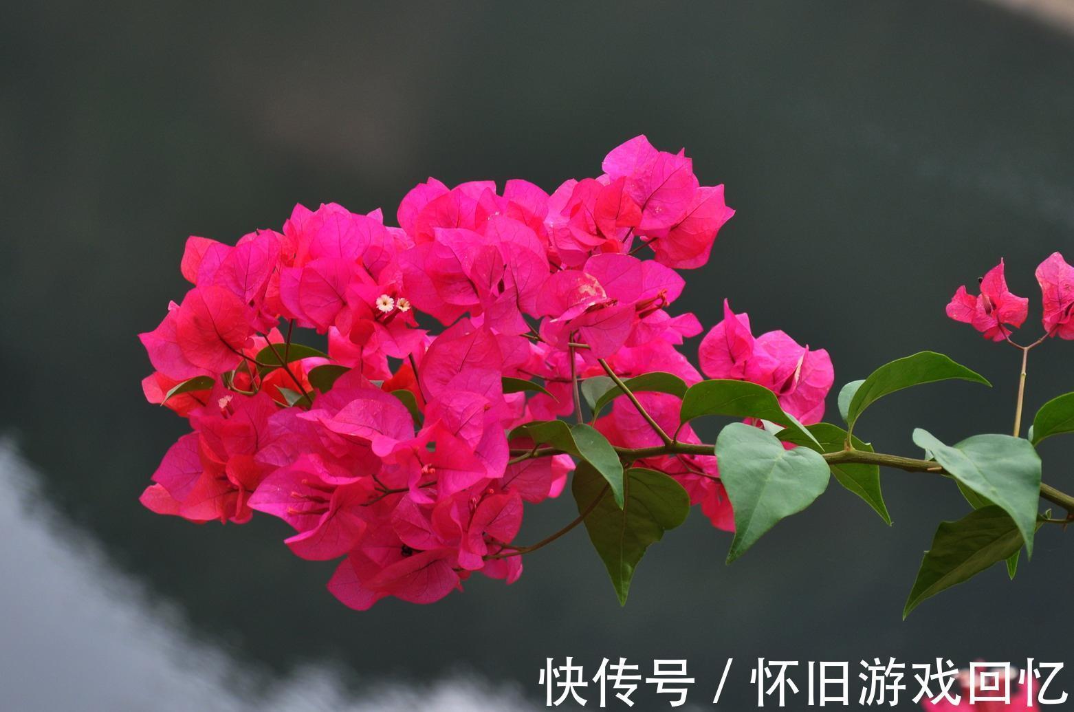 详细讲解三角梅越冬问题,提早做好防护措施,减少冻伤的情况发生