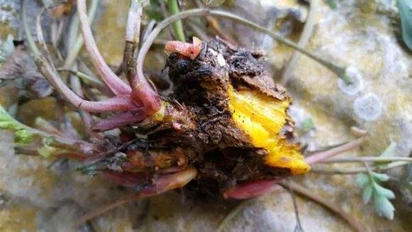 此种“野草”，长在“石缝里”，以往没留意，殊不知，1斤卖1百