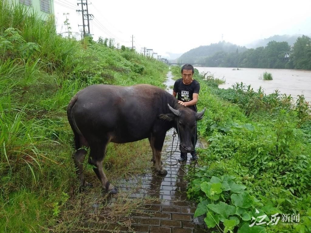 施救|水牛被困洪流　民警紧急施救