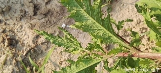 得了“脚气”奇痒无比别慌,农村一常见野草,用它煮水帮您搞定