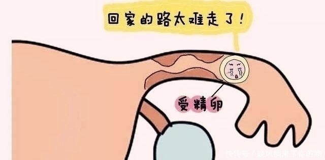 试管婴儿|35岁孕妇22周四维却发现子宫没有胎儿，孩子哪去了呢