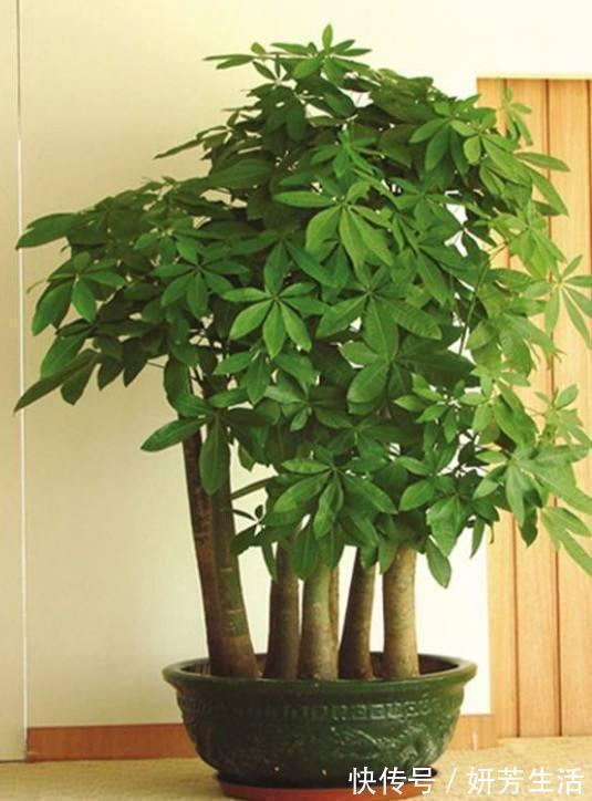 浇水|越不浇水越能养爆盆,懒人或者新手养花就选此6种