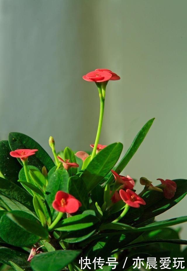 刺梅浇水|冬季在室内养虎刺梅,做好4+1,苗壮花艳更安心