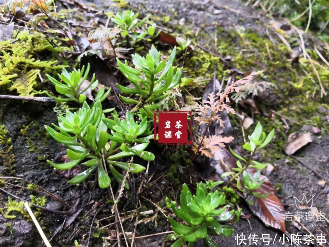  普洱茶|都说白茶、普洱茶越存越香，那放了3年的岩茶肉桂，还能喝吗？