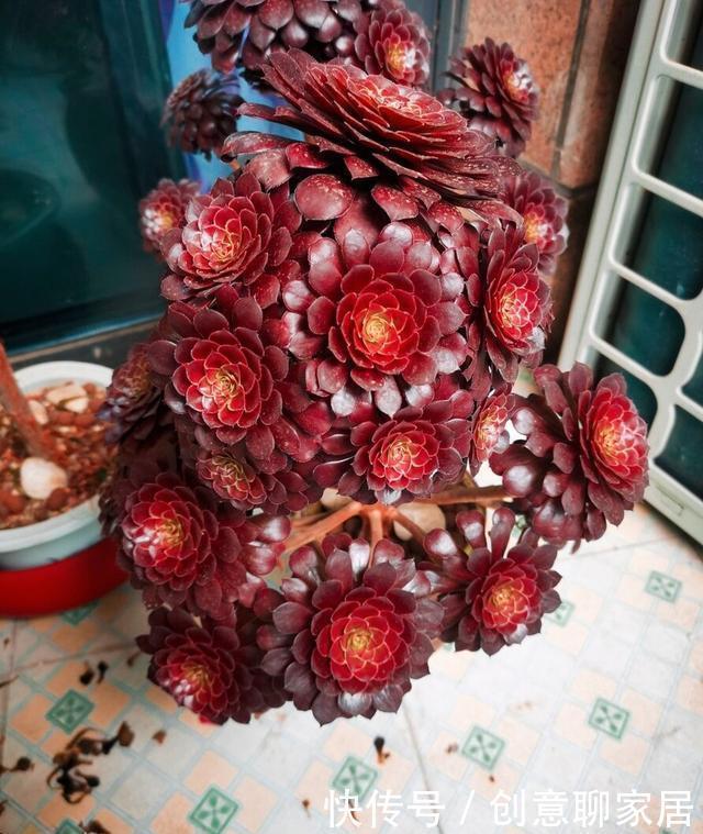 手捧花|养多肉法师,了解掌握5个要点,长成小老桩,好像手捧花