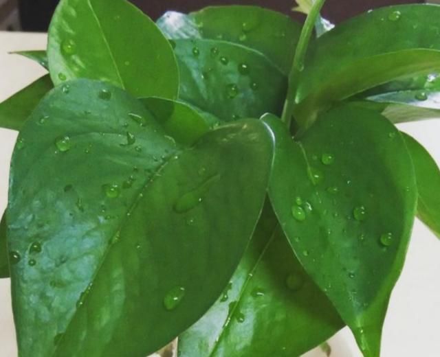 黄豆|这种“花肥”强过蚯蚓粪、黄豆水，用它来浇花，“肥效”常达两年