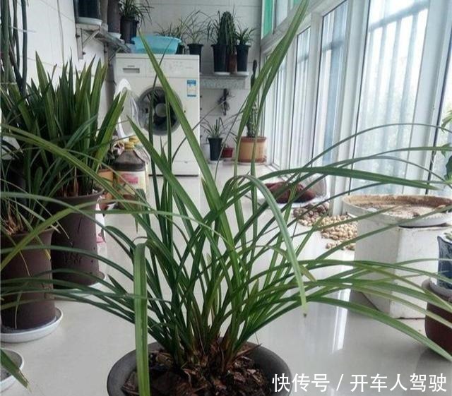 养兰花，用点“万能肥”，叶子油绿挺拔如箭，嗖嗖冒花箭！