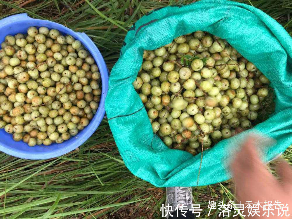 采摘期|采收期长达半年,既是药又是水果,被国际上看好,为何没人种