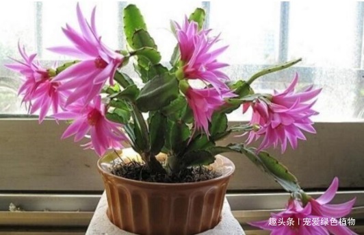 小花|吴大妈只养“3种花”,一年300多天有花看,开成花海,特美!