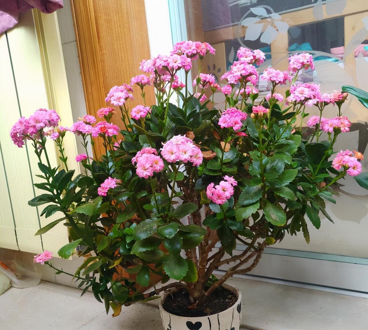 长寿花|天气冷，六种花要干养，少水多晒才健壮，养成老桩更旺家