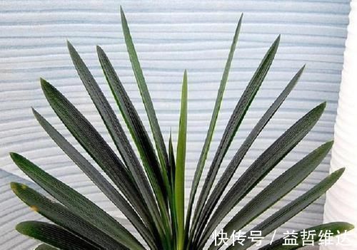 这一套养护君子兰的计划,我根本不外传,只教给你们