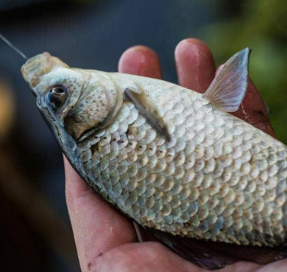 黑坑鱼突然停口,逃脱不了这几个原因,教你妙招轻松解决