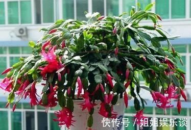 花苞|秋冬养蟹爪兰，做好4件事，叶片肥又绿，花开满枝头！