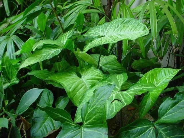 屋里干燥,那就摆这5种花,能当加湿器,皮肤不粗糙!