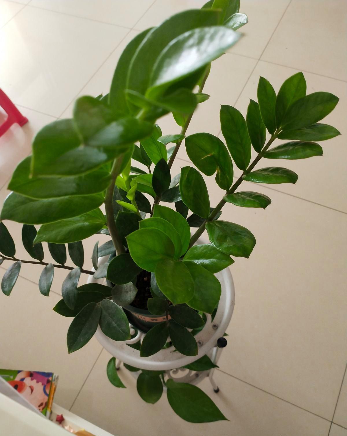 4种带“钱”的植物,在家养招财旺运,关键是太好养