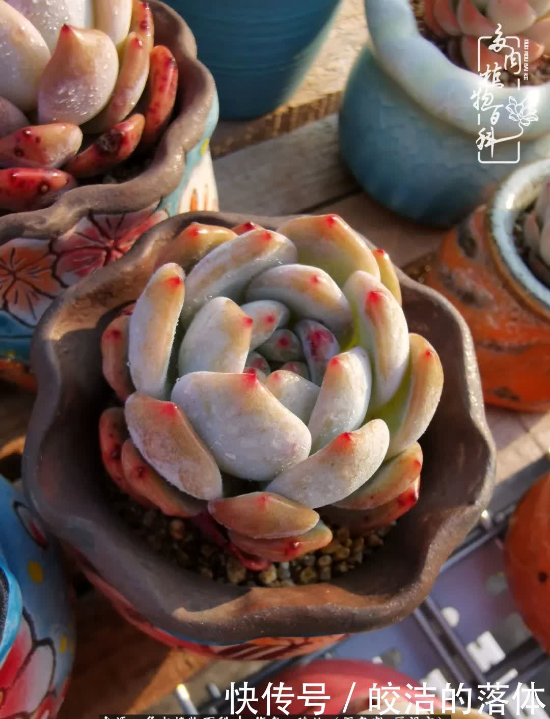 百度|我与多肉那些不得不说的故事!