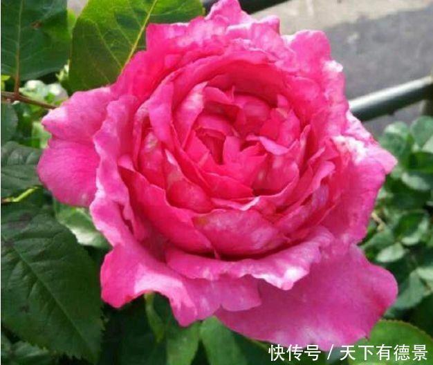 家养几款植物,阳台开出花海,花姿妖娆,四季繁花似锦