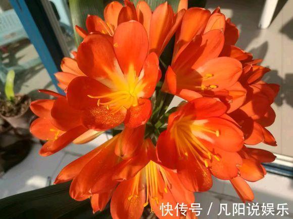 花卉|此种“好东西”,给君子兰“喂1点”,冒出“大花苞”,花期长!