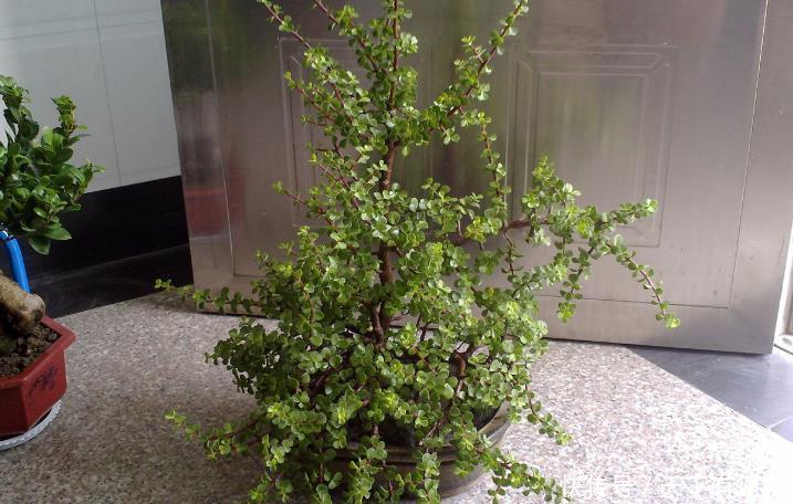 盆栽|养好金枝玉叶简单，注意3点，盆栽有状态、更漂亮，易成老桩