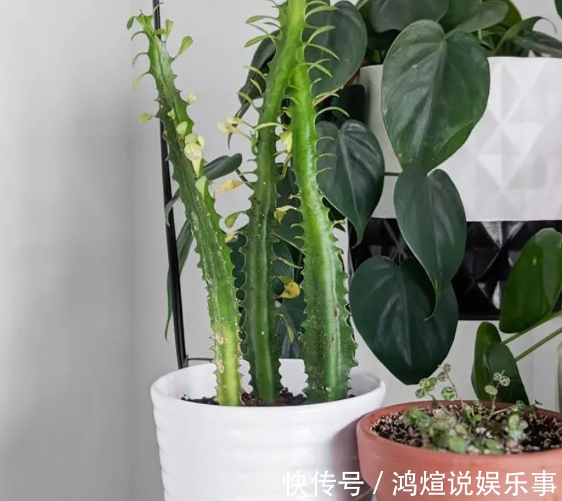 电器|渐入深秋,多肉盆栽不能再搁置在这几个地方了