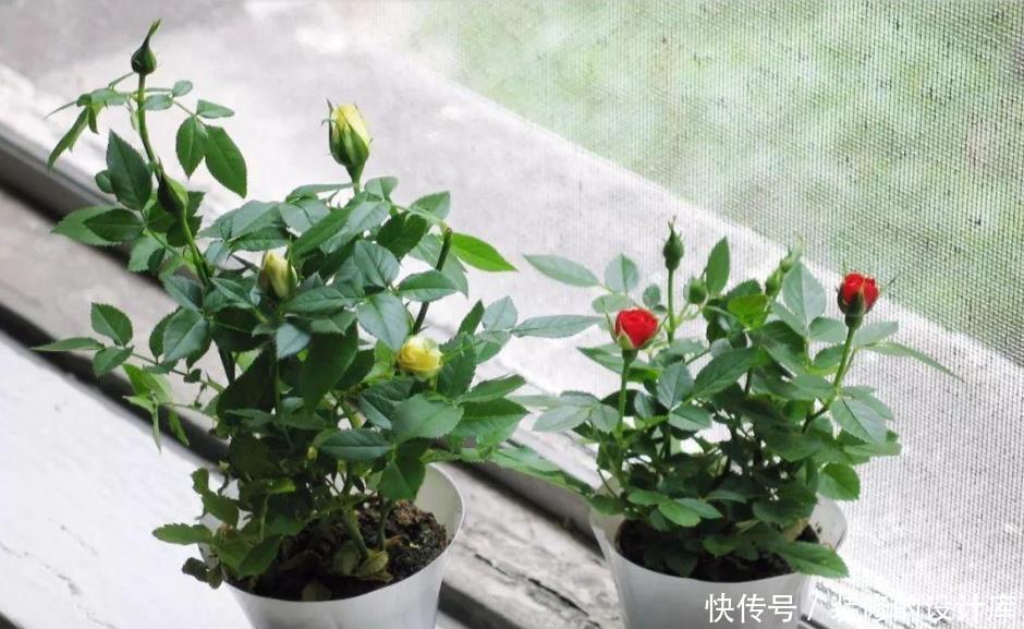 开花|微型月季的养护技巧,在阳台、窗台上也能不断开花
