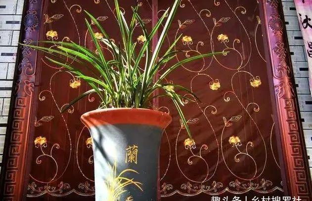 兰花通风的真正作用,烂根、腐苗、花苞霉变,都与之有关