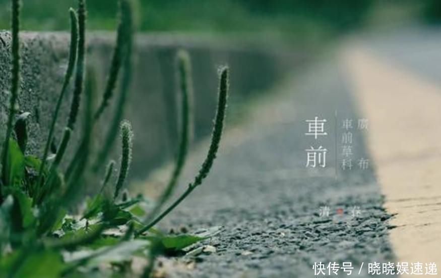 用车前草|车前草的药用价值太大了,除了保肝护肝,你不知道好处太多了