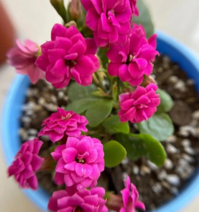 品种|75个长寿花品种,一个比一个美,一起来认识一下吧!