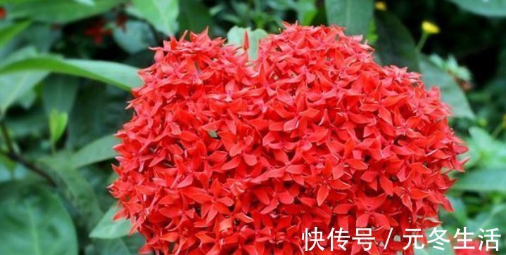 种花|超爱开花的5种花,一年四季开花不断,好养又漂亮,养100盆也不多